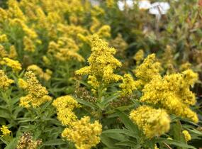 Zlatobýl kanadský 'Little Lemon' - Solidago canadensis 'Little Lemon'