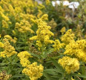 Zlatobýl kanadský 'Little Lemon' - Solidago canadensis 'Little Lemon'