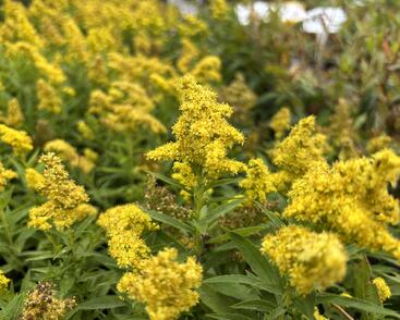 Zlatobýl kanadský 'Little Lemon'