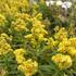 Solidago canadensis 'Little Lemon'_01.JPG