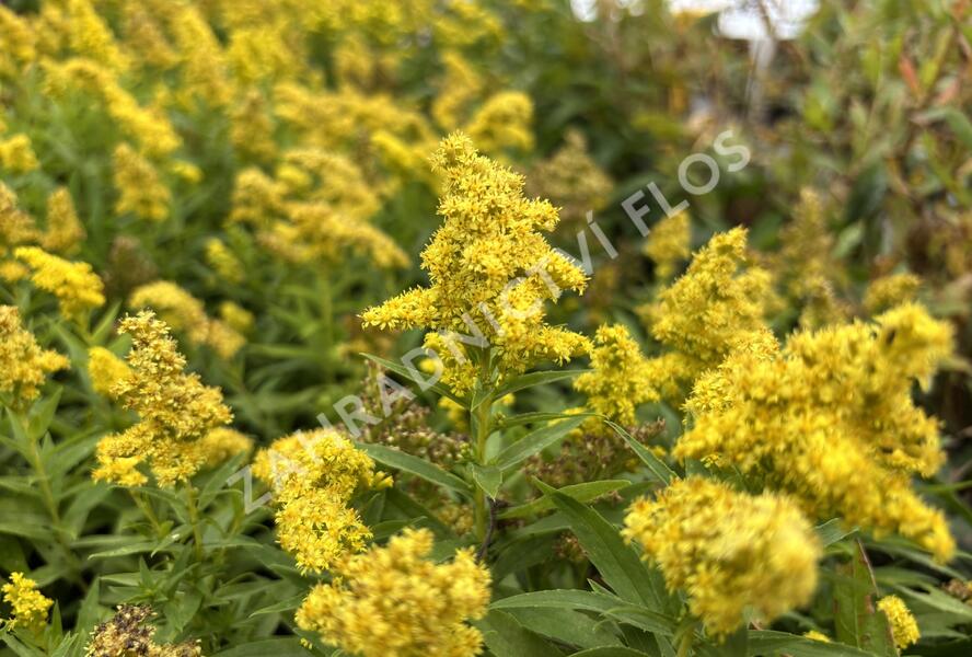 Zlatobýl kanadský 'Little Lemon' - Solidago canadensis 'Little Lemon'