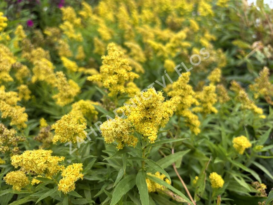 Zlatobýl kanadský 'Little Lemon' - Solidago canadensis 'Little Lemon'