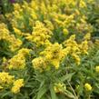 Zlatobýl kanadský 'Little Lemon' - Solidago canadensis 'Little Lemon'