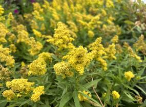 Zlatobýl kanadský 'Little Lemon' - Solidago canadensis 'Little Lemon'