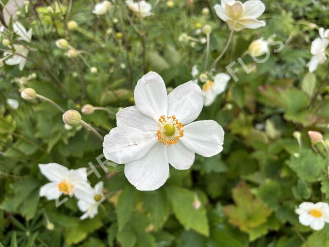 Sasanka japonská 'Honorine Jobert' - Anemone hupehensis 'Honorine Jobert'