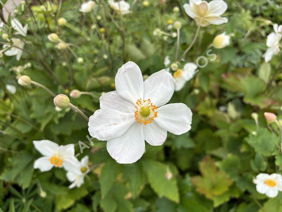 Sasanka japonská 'Honorine Jobert' - Anemone hupehensis 'Honorine Jobert'