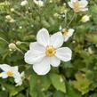 Sasanka japonská 'Honorine Jobert' - Anemone hupehensis 'Honorine Jobert'