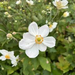 Sasanka japonská 'Honorine Jobert' - Anemone hupehensis 'Honorine Jobert'