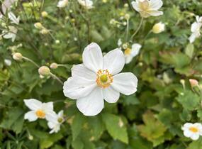 Sasanka hupejská 'Honorine Jobert' - Anemone hupehensis 'Honorine Jobert'