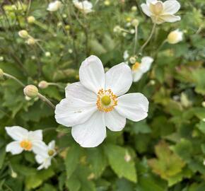 Sasanka japonská 'Honorine Jobert' - Anemone hupehensis 'Honorine Jobert'