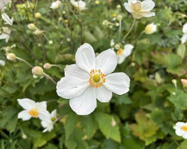 Sasanka hupejská 'Honorine Jobert'