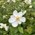 Anemone hupehensis 'Honorine Jobert'_01.JPG