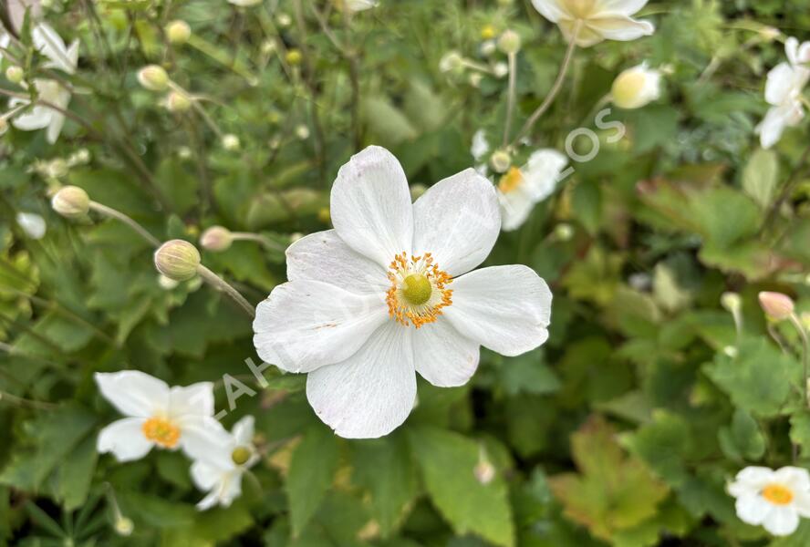 Sasanka hupejská 'Honorine Jobert' - Anemone hupehensis 'Honorine Jobert'