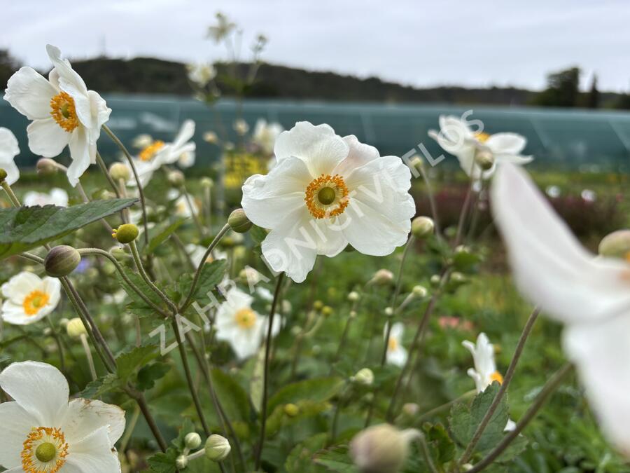 Sasanka japonská 'Honorine Jobert' - Anemone hupehensis 'Honorine Jobert'