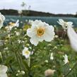 Sasanka japonská 'Honorine Jobert' - Anemone hupehensis 'Honorine Jobert'