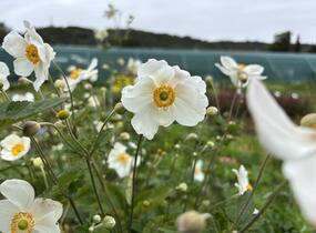 Sasanka hupejská 'Honorine Jobert' - Anemone hupehensis 'Honorine Jobert'