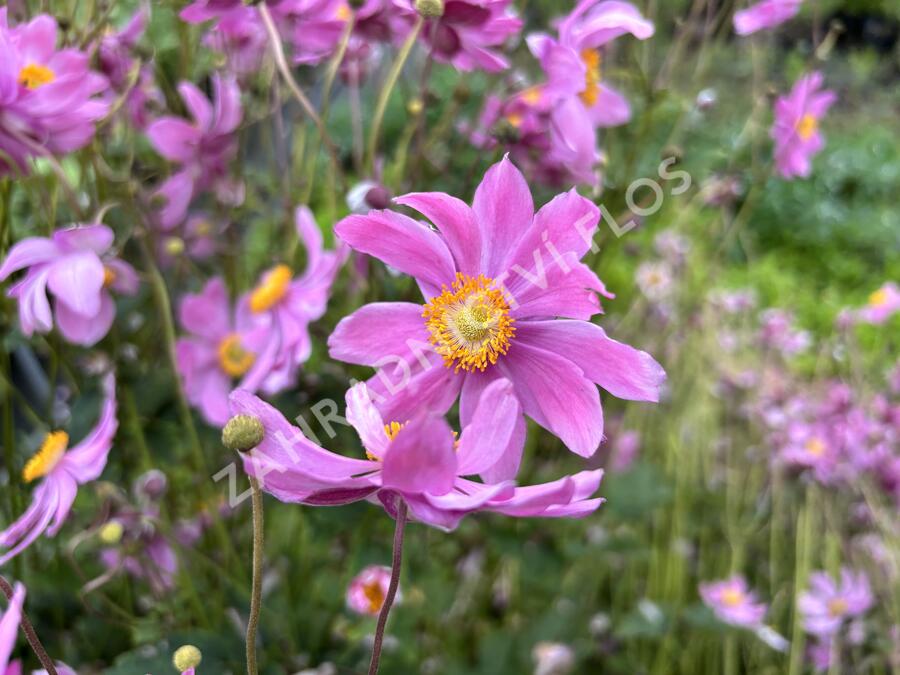 Sasanka hupejská 'Alando Pink' - Anemone hupehensis 'Alando Pink'