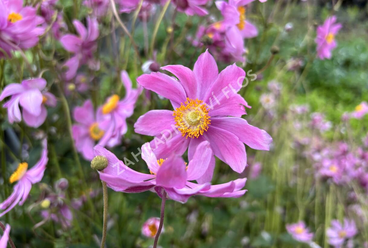 Sasanka hupejská 'Alando Pink' - Anemone hupehensis 'Alando Pink'