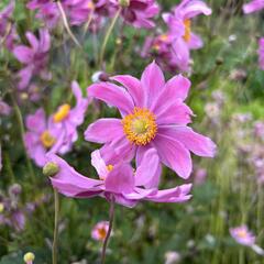 Sasanka hupejská 'Alando Pink' - Anemone hupehensis 'Alando Pink'