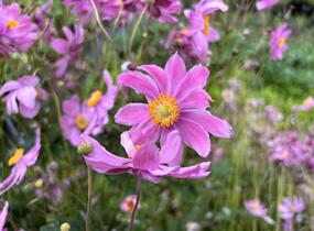 Sasanka hupejská 'Alando Pink' - Anemone hupehensis 'Alando Pink'
