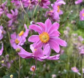 Sasanka hupejská 'Alando Pink' - Anemone hupehensis 'Alando Pink'