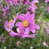 Anemone hupehensis 'Alando Pink'_01.JPG