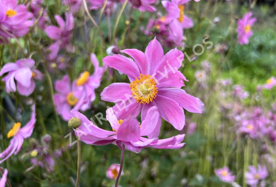 Sasanka hupejská 'Alando Pink' - Anemone hupehensis 'Alando Pink'