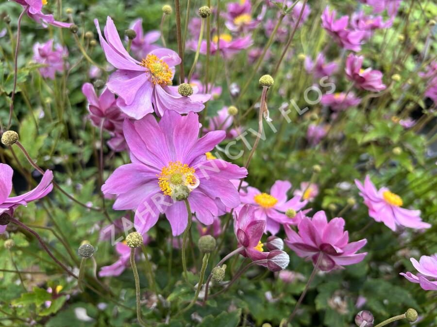 Sasanka hupejská 'Alando Pink' - Anemone hupehensis 'Alando Pink'