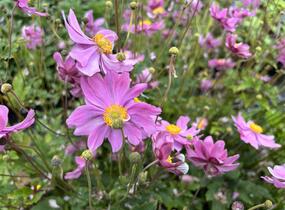Sasanka hupejská 'Alando Pink' - Anemone hupehensis 'Alando Pink'