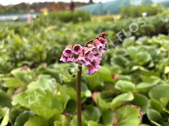 Bergénie srdčitá - Bergenia cordifolia