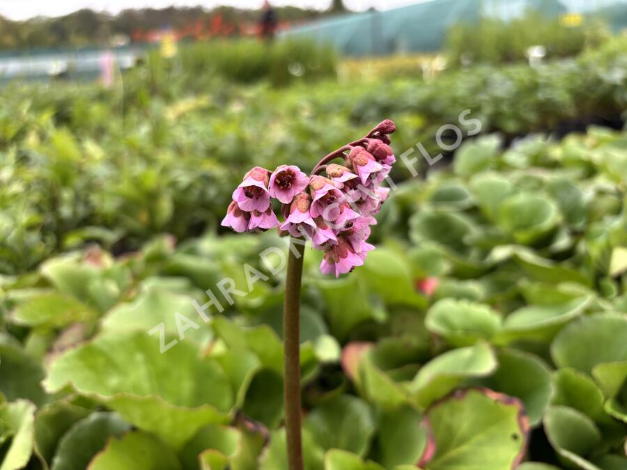 Bergénie srdčitá - Bergenia cordifolia