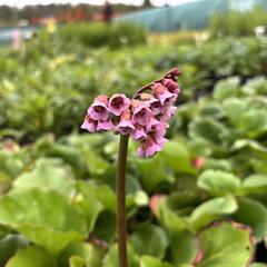 Bergénie srdčitá - Bergenia cordifolia