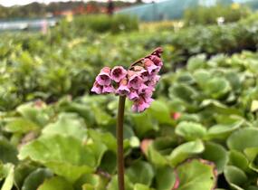 Bergénie srdčitá - Bergenia cordifolia