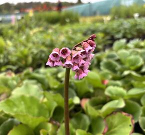 Bergénie srdčitá - Bergenia cordifolia