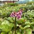 Bergenia cordifolia_01.JPG