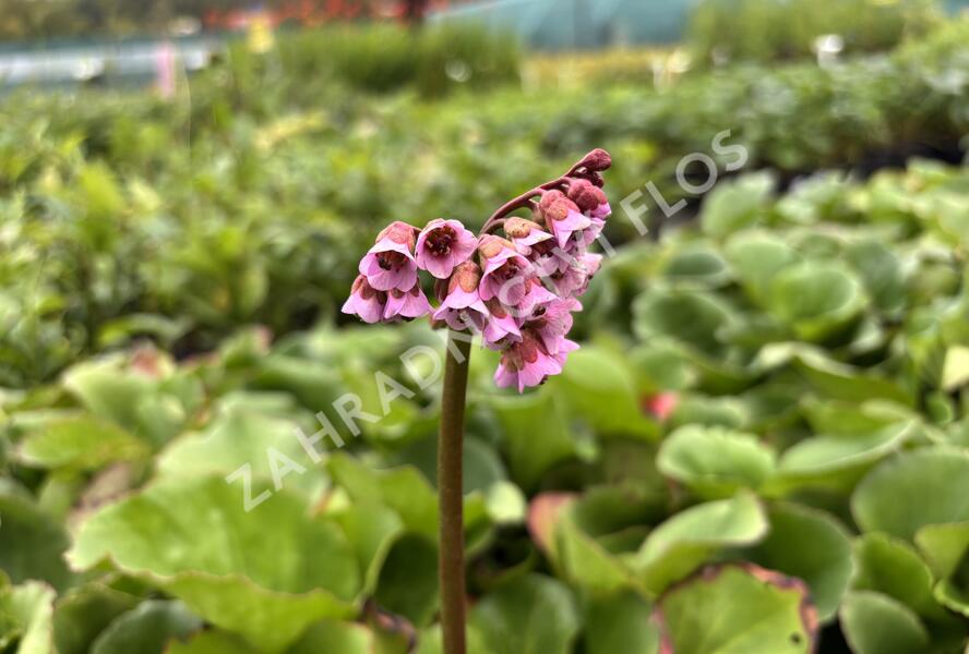 Bergénie srdčitá - Bergenia cordifolia