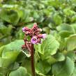Bergénie srdčitá - Bergenia cordifolia