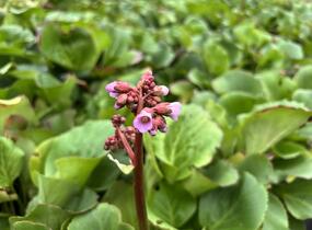 Bergénie srdčitá - Bergenia cordifolia