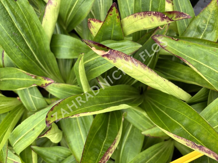 Hořec tibetský - Gentiana tibetica