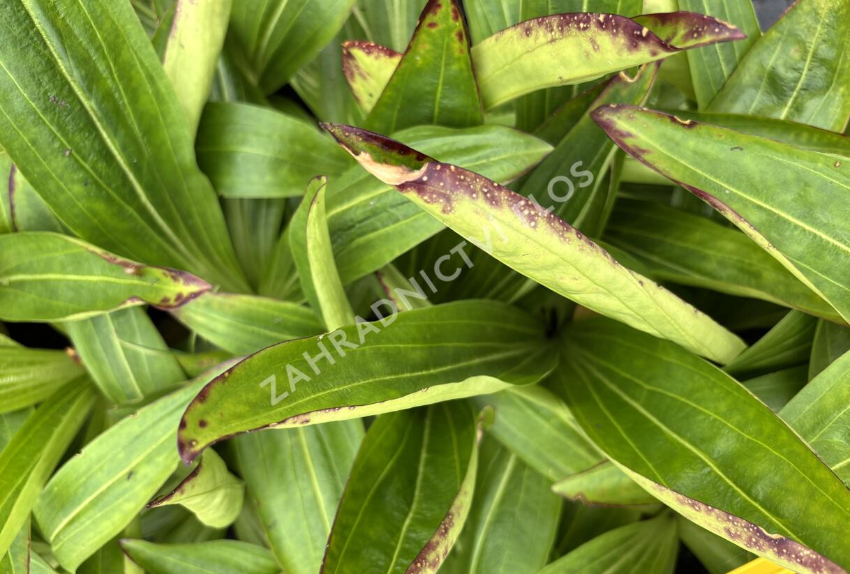 Hořec tibetský - Gentiana tibetica