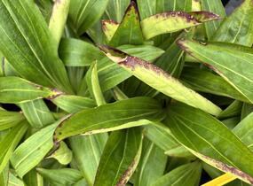 Hořec tibetský - Gentiana tibetica