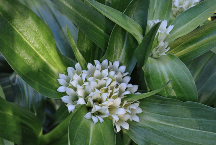 Hořec tibetský - Gentiana tibetica