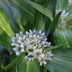 Hořec tibetský - Gentiana tibetica