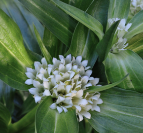 Hořec tibetský - Gentiana tibetica