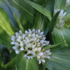 Gentiana tibetica.png