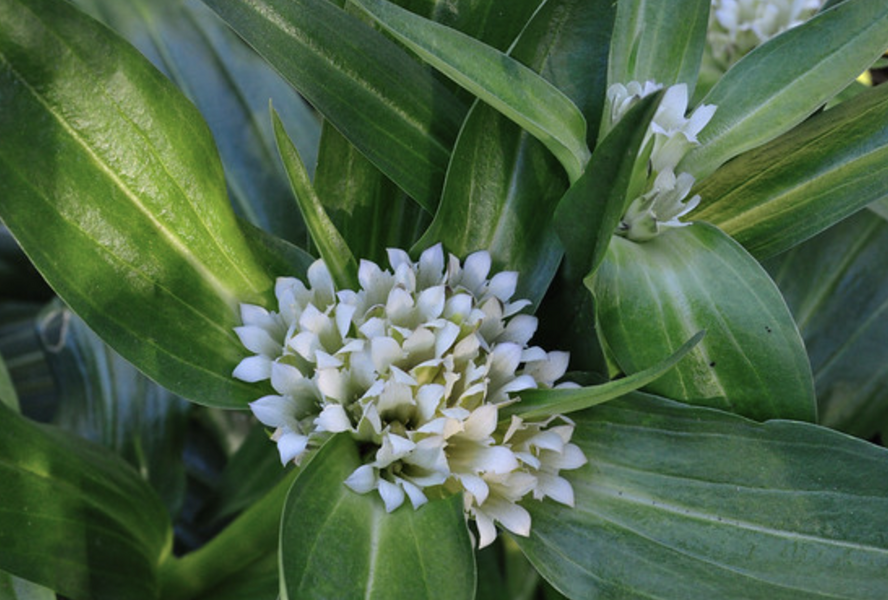 Hořec tibetský - Gentiana tibetica