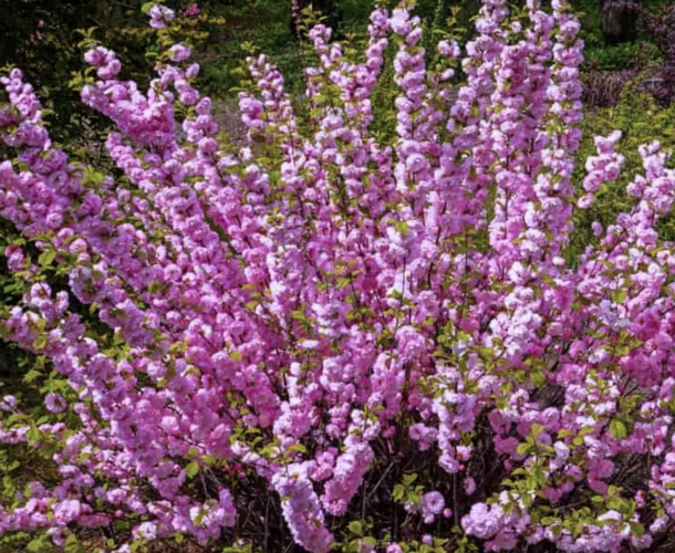 Mandloň trojlaločná 'Rosenmund' - Prunus triloba 'Rosenmund'