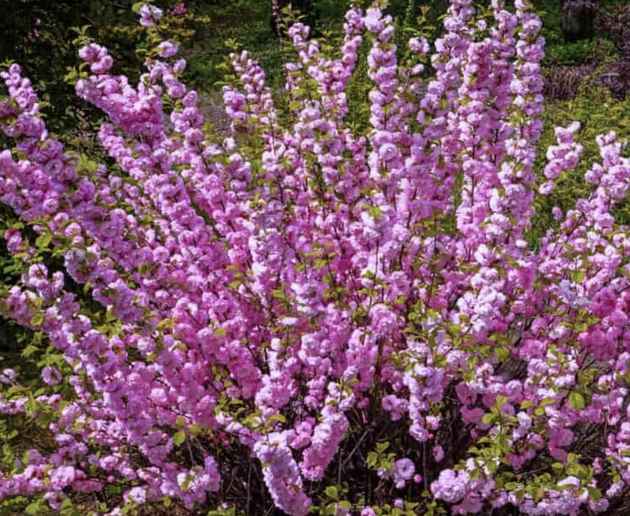 Mandloň trojlaločná 'Rosenmund' - Prunus triloba 'Rosenmund'