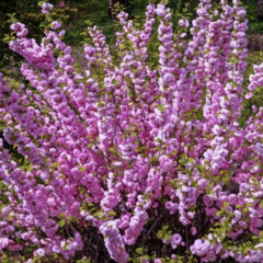 Mandloň trojlaločná 'Rosenmund' - Prunus triloba 'Rosenmund'