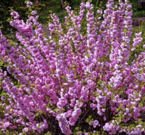 Mandloň trojlaločná 'Rosenmund' - Prunus triloba 'Rosenmund'